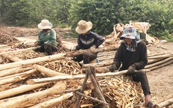 Gia Lai: Cám cảnh vỏ cây "giảm nghèo" giảm mạnh, nguyên nhân Trung Quốc, Ấn Độ cũng trồng được?