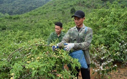 Sơn La: Mận tam hoa mất giá chưa từng có, bán rẻ như cho, hái đen cả tay may ra đủ tiền mua mắm muối