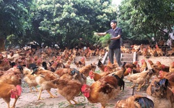Giá gia cầm hôm nay 19/4: Giá gà thả vườn tăng dần, nhiều trại bán được trên 80.000 đồng/kg
