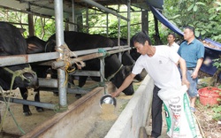 Thái Nguyên: Nông dân đất chè giàu lên nhờ... nuôi bò, hươu 