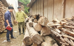 Lào Cai: Hơn 10 năm chờ đợi, vì sao nông dân phải phá bỏ cây "vàng trắng" làm củi?