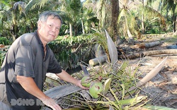 Bến Tre: Làm cách nào để giảm số sâu đầu đen hại cây dừa từ mức 100 con/cây xuống còn 17 con/cây?