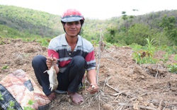 Hàng nghìn con chuột "đổ bộ" khiến dân "mất ăn mất ngủ", thiệt hại hàng chục triệu đồng