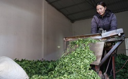 Ngành dâu tằm tơ Việt Nam: 90% nhập khẩu trứng tằm giống từ Trung Quốc