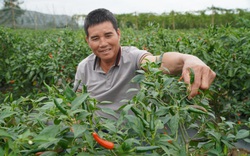 Trung Quốc gom 62% rau quả xuất khẩu của Việt Nam, sao lại xuất hiện văn bản giả mạo Hải quan Trung Quốc?