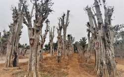Ảnh: Hàng trăm cây cổ thụ bị "đào tận gốc, trốc tận rễ" rao giá trăm triệu nằm so đũa giữa Thủ đô Hà Nội