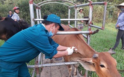 Hà Tĩnh: 120.000 con trâu, bò được tiêm phòng vaccine viêm da nổi cục