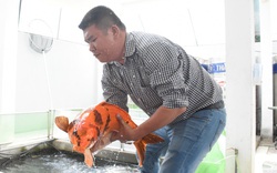 Đà Nẵng: Một ông doanh nhân nuôi 3.000 con cá được xem như "quốc ngư Nhật Bản", bắt lên con nào ai cũng xuýt xoa
