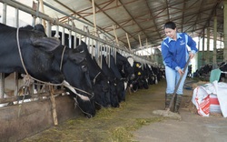 [TRỰC TIẾP] Thăm trang trại bò sữa “6 không” của nữ chủ nhân 8X