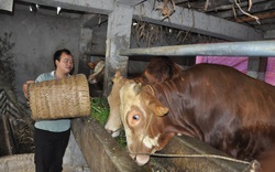 Làm "biệt thự" nuôi giống bò to bự biết "né" dịch bệnh, một ông nông dân tỉnh Hà Giang kiếm hàng trăm triệu mỗi năm