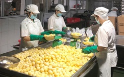 Nông sản Bắc Giang rộng đường xuất khẩu