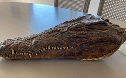 Chiếc đầu cá sấu do Hoàng thân Philip săn vào năm 1957 được bán đấu giá lên tới 5.100 bảng Anh
