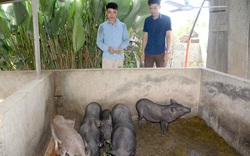Nuôi đàn lợn đen xì, tên nghe "mắc cười" nhưng nông dân toàn bán giá 100.000 - 150.000 đồng/kg