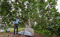 Hà Nội đặt mục tiêu "nông dân giàu có, dân chủ, bình đẳng"