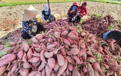 Tại sao khoai lang trồng ở nơi này chẳng chăm chẳng bón mà vị ngon thôi rồi, hiếm nơi có được?