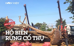 Thủ đoạn hô biến rừng cây cổ thụ (Bài 2): Vào thủ phủ “bắt sống lão mộc tinh” từ rừng về nhà