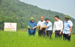 Chủ tịch Hội Nông dân Việt Nam "mách nước" giúp dân Lai Châu trồng lúa theo tiêu chuẩn quốc tế