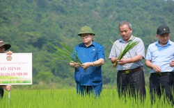 Đồng chí Thào Xuân Sùng: Mô hình trồng lúa cải tiến của xã Nậm Xe là hướng đi mới rất đáng học tập