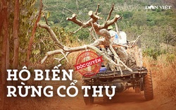 Thủ đoạn hô biến rừng cây cổ thụ (Bài 3): Thế giới ngầm của các “phù thủy” ăn thịt rừng