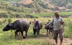 Lão nông Vàng San bền gan xoá nghèo