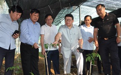 Lai Châu: Nông dân bất ngờ "thuần phục" thành công loài sâm rừng, có loại bán với giá 200 triệu/kg