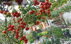 Kinh nghiệm trồng cà chua "ngàn quả" trên sân thượng khiến mọi người mắt tròn mắt dẹt