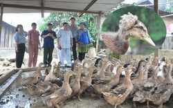 Lào Cai: Nuôi vịt đặc sản, có con trên đầu mọc "hoa",  nông dân bán đắt hàng, có hộ thu trăm triệu mỗi năm