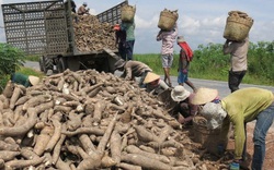 1 triệu tấn nông sản này được Trung Quốc mua với giá tăng 7%, nông dân vẫn lo vì một loại bệnh khó chữa