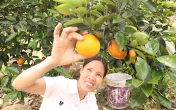 Quảng Ninh: Ghép mắt cam V2 lên gốc bưởi, cây nào cũng khỏe, trái đầy cành, xã đảo Vạn Yên có hộ thành tỷ phú