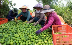 Trồng chanh kiểu "xịn xò" này, nông dân Bến Lức tha hồ đem chanh Việt xuất sang trời Âu