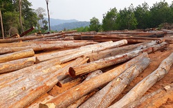 Kon Tum: Bãi gỗ khủng hàng trăm mét khối tận thu ở lòng hồ