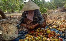 Đắk Lắk: Trồng thứ cây cả năm cật lực chăm bón, tới vụ trái ra lèo tèo, bán rẻ mạt, nông dân chán hẳn