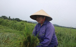 Hà Tĩnh: Xót xa hàng nghìn ha lúa xuân bị ngã đổ do mưa lớn, gió lốc bất ngờ