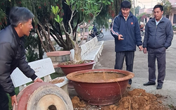 Đà Lạt: Ngang nhiên lái ô tô đi nhổ trộm hàng loạt cây hoa giấy cổ thụ trị giá hàng trăm triệu đồng