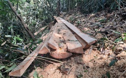 Vụ phá rừng pơ mu ở Vườn quốc gia Hoàng Liên: Cục Kiểm lâm cử đội đặc nhiệm vào cuộc
