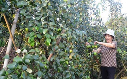 Tuyên Quang: Trồng táo ở Động Tiên, cây nào cũng trĩu quả, nhà nông khá giả hẳn lên