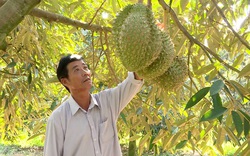 Làm chủ kỹ thuật trồng sầu riêng chín sớm, nhiều chủ vườn “ăn trước phần thiên hạ”