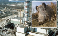 35 năm sau thảm họa, Chernobyl giờ đã an toàn hay chưa?