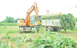 Nghệ An: Trồng ngô bán toàn cây còn xanh, xe tải tới tận ruộng bốc đi, nông dân nhẹ nhàng thu 1,4 triệu/sào