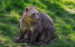 Loài gấu lai siêu đặc biệt có thể thích nghi với biến đổi khí hậu