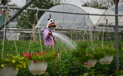 Đà Nẵng: "Rót vốn" cho nông dân trồng hoa nâng cao thu nhập