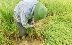 Hàng nghìn ha lúa ngã đổ sau giông lớn, để cứu vụ Đông Xuân, nông dân tỉnh Quảng Bình đau lưng làm điều này 