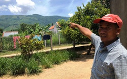 Chủ tịch Bình Định yêu cầu kiểm tra vụ người dân thắc mắc cấp đất rừng cho cán bộ