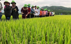 Bình Định: TBR97 - giống lúa “không thể chê” cho vùng hạn, đạt năng suất bất ngờ