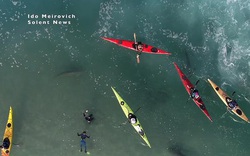 Cảnh tượng rợn người khi đàn cá mập “bao vây” thuyền kayak ngoài khơi