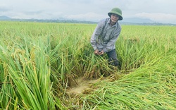 Hàng nghìn ha lúa ở Bắc Trung Bộ nguy cơ mất trắng: Cục Trồng trọt ra thông báo khẩn