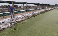 Thanh Hóa: Loài ốc đặc sản này thơm ngon, bán lúc nào cũng đắt tiền nên huyện này muốn nuôi thêm ở ruộng trũng