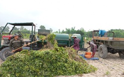 Bình Định: Trồng thứ cây gì mà quả vùi xuống đất gọi là củ, nông dân nơi này đào lên đều trúng mùa trúng giá