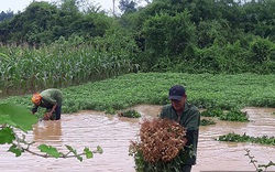 Mưa lớn nhấn chìm nhiều diện tích hoa màu, nông dân thắt ruột thu hoạch non cho trâu bò ăn