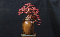 Sơn La: Quanh năm ngồi nhà làm ra thứ cây bonsai "bất tử" bán đi khắp nơi